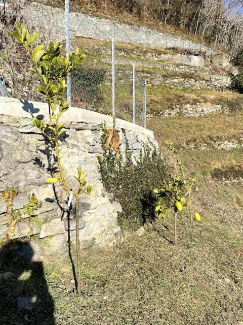 Ca'Gialla Bellinzona Dış mekan fotoğraf